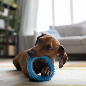 Chew Ring